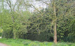 Tag des Baumes 1